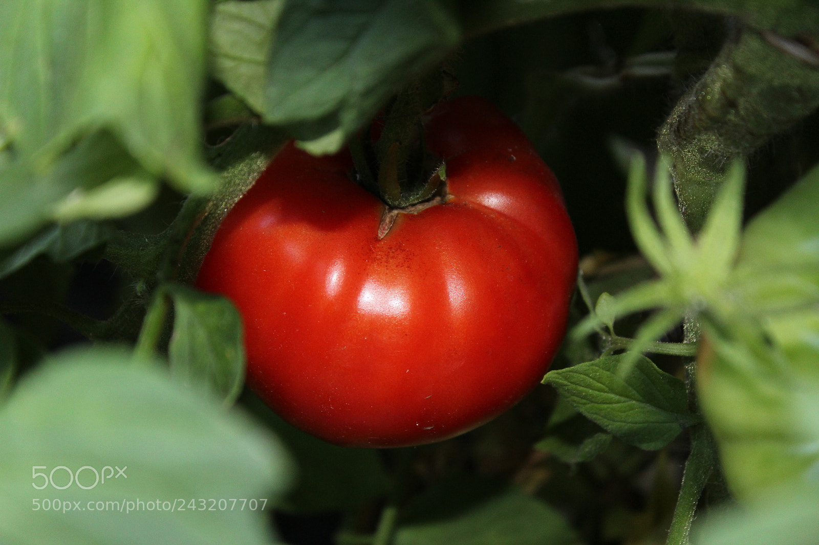 Canon EOS 1200D (EOS Rebel T5 / EOS Kiss X70 / EOS Hi) sample photo. Glowing red photography