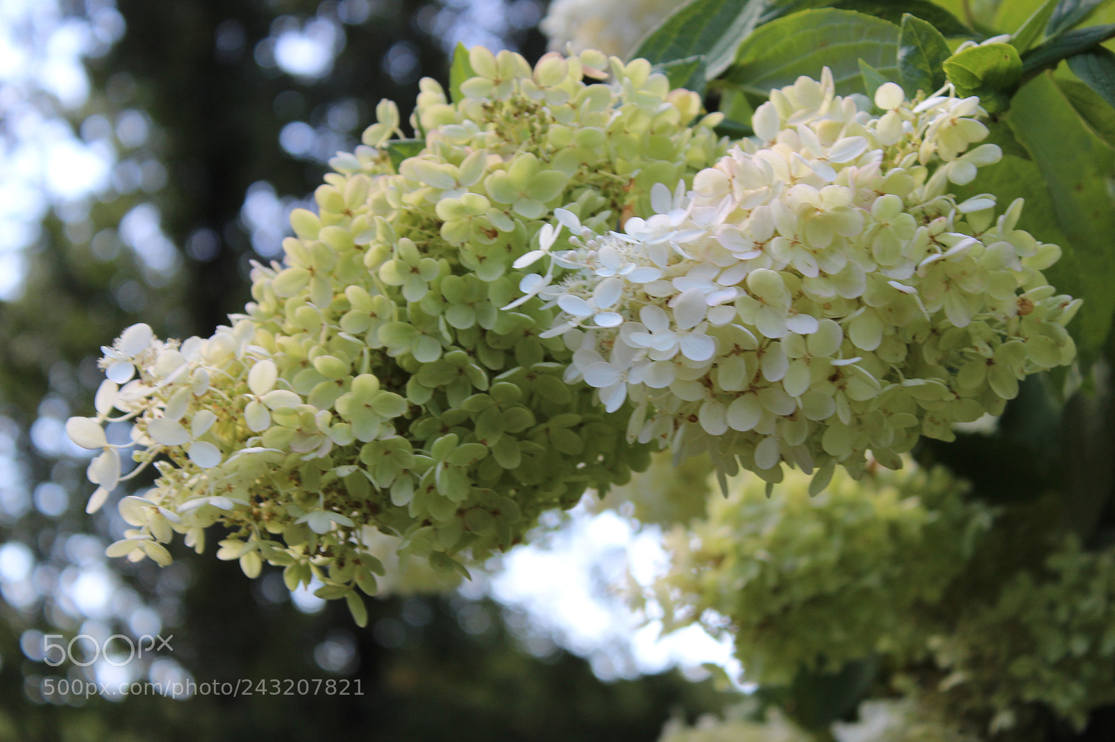 Canon EOS 1200D (EOS Rebel T5 / EOS Kiss X70 / EOS Hi) sample photo. Blooming white photography