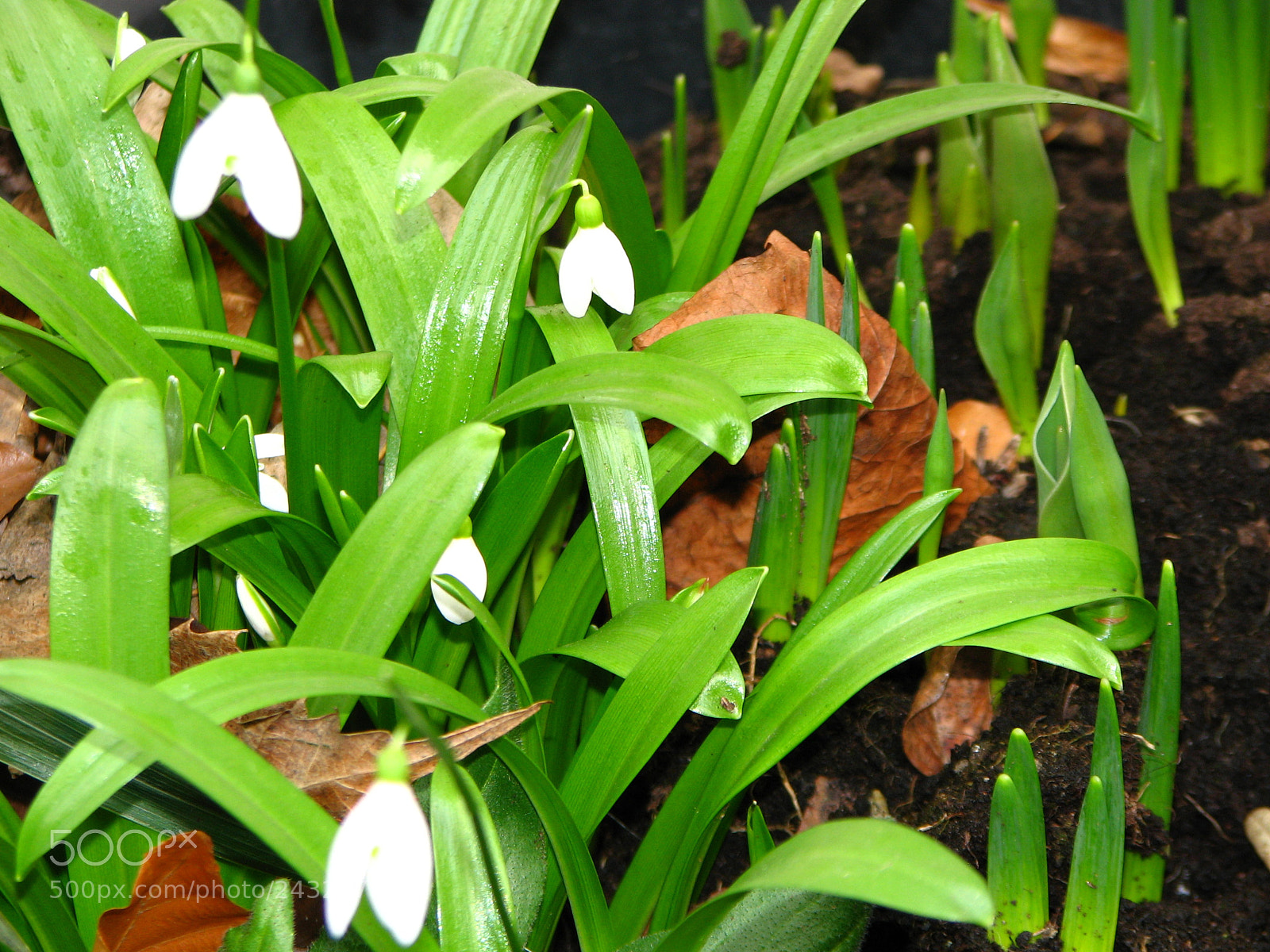 Canon POWERSHOT S3 IS sample photo. Img photography