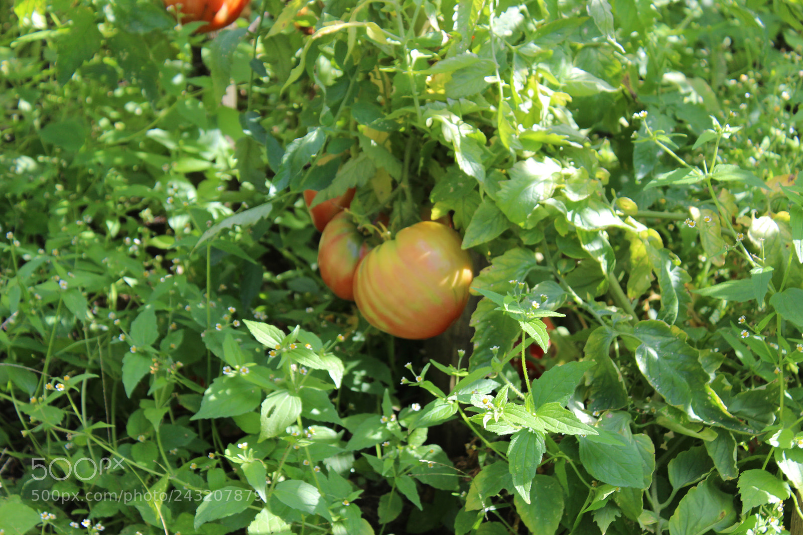 Canon EOS 1200D (EOS Rebel T5 / EOS Kiss X70 / EOS Hi) sample photo. Growth in tomato photography