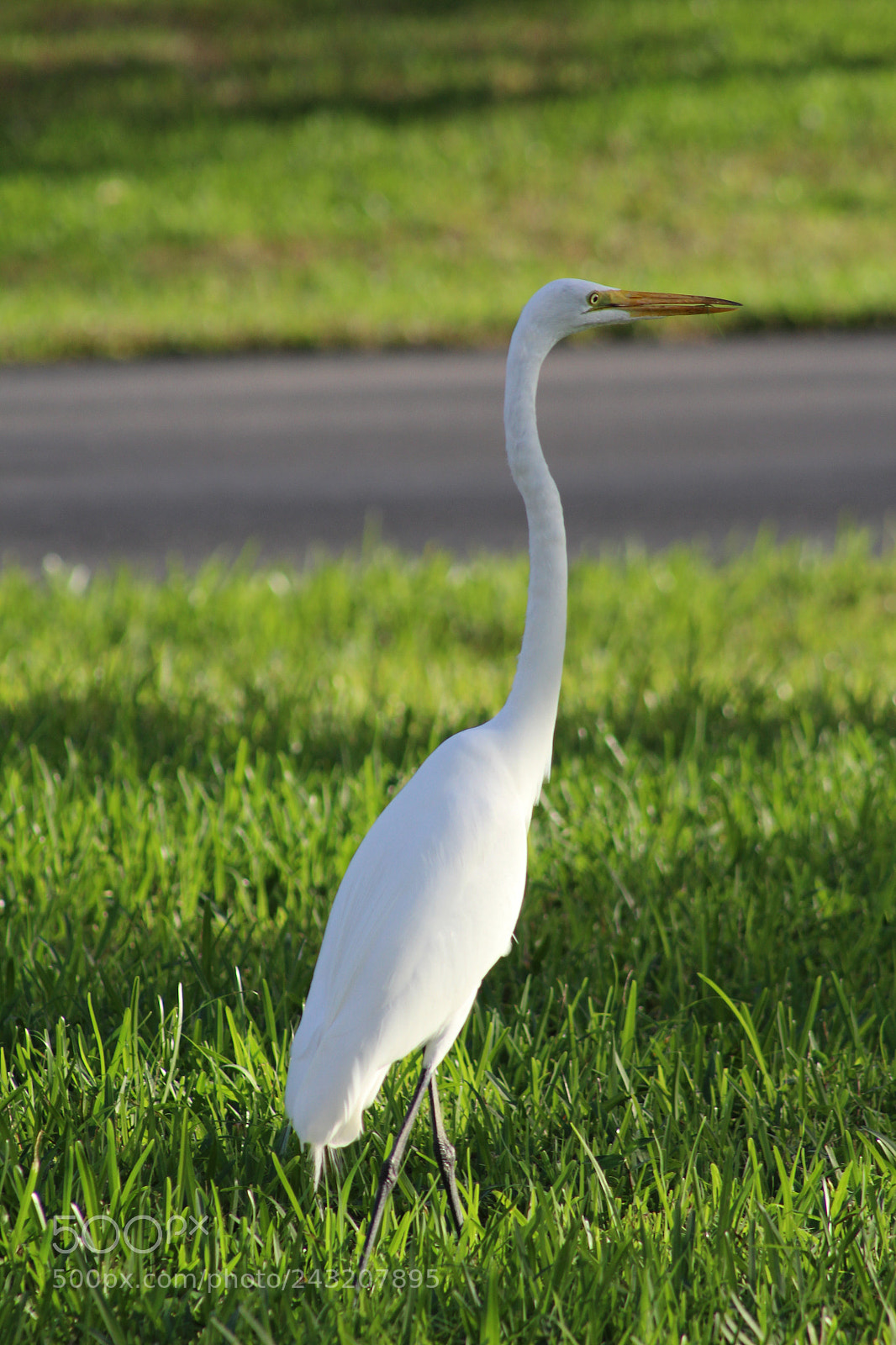 Canon EOS 1200D (EOS Rebel T5 / EOS Kiss X70 / EOS Hi) sample photo. Still egret photography