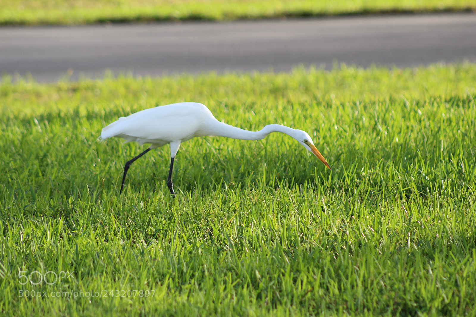 Canon EOS 1200D (EOS Rebel T5 / EOS Kiss X70 / EOS Hi) sample photo. Bending egret photography