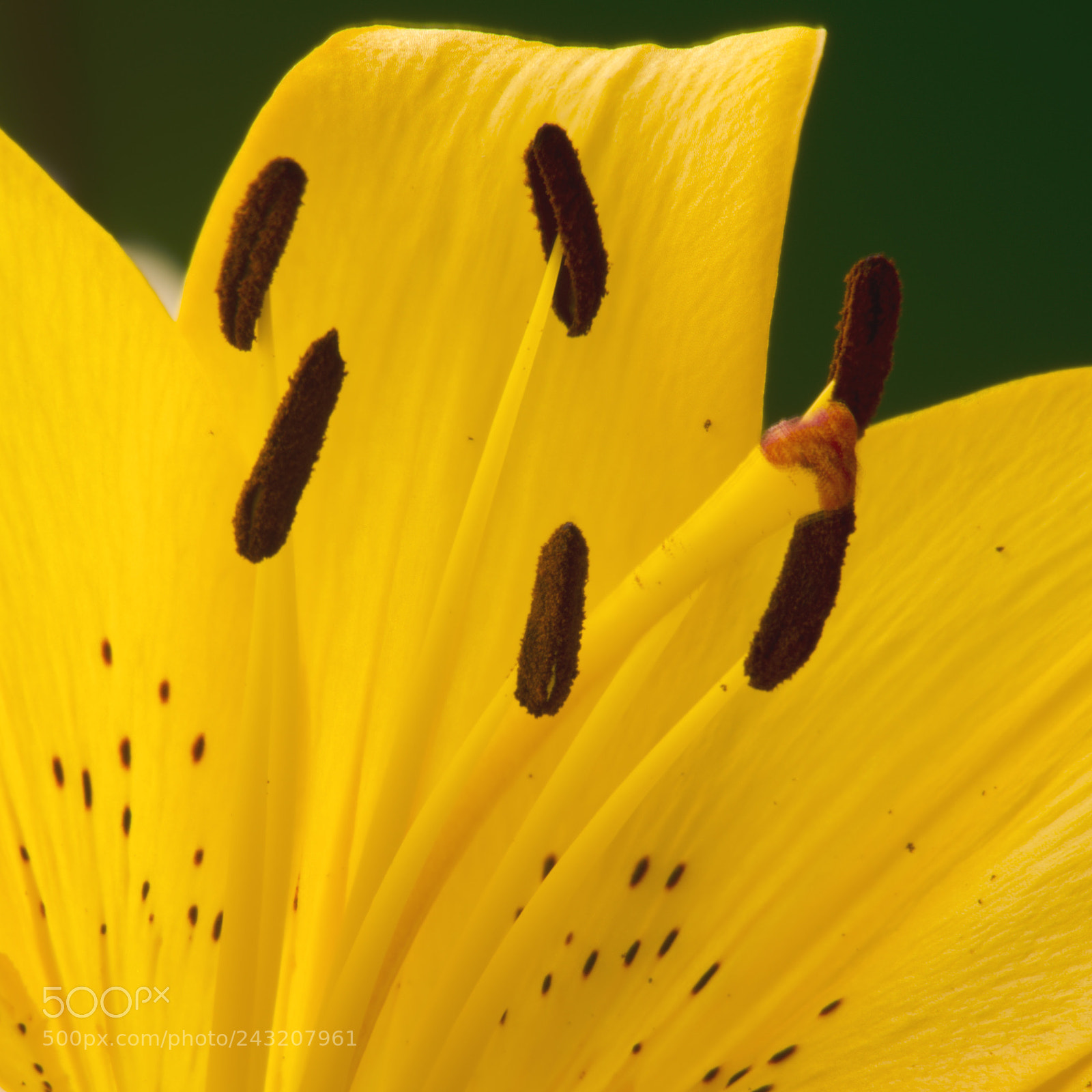 Nikon D5100 sample photo. Lirioamarillo photography