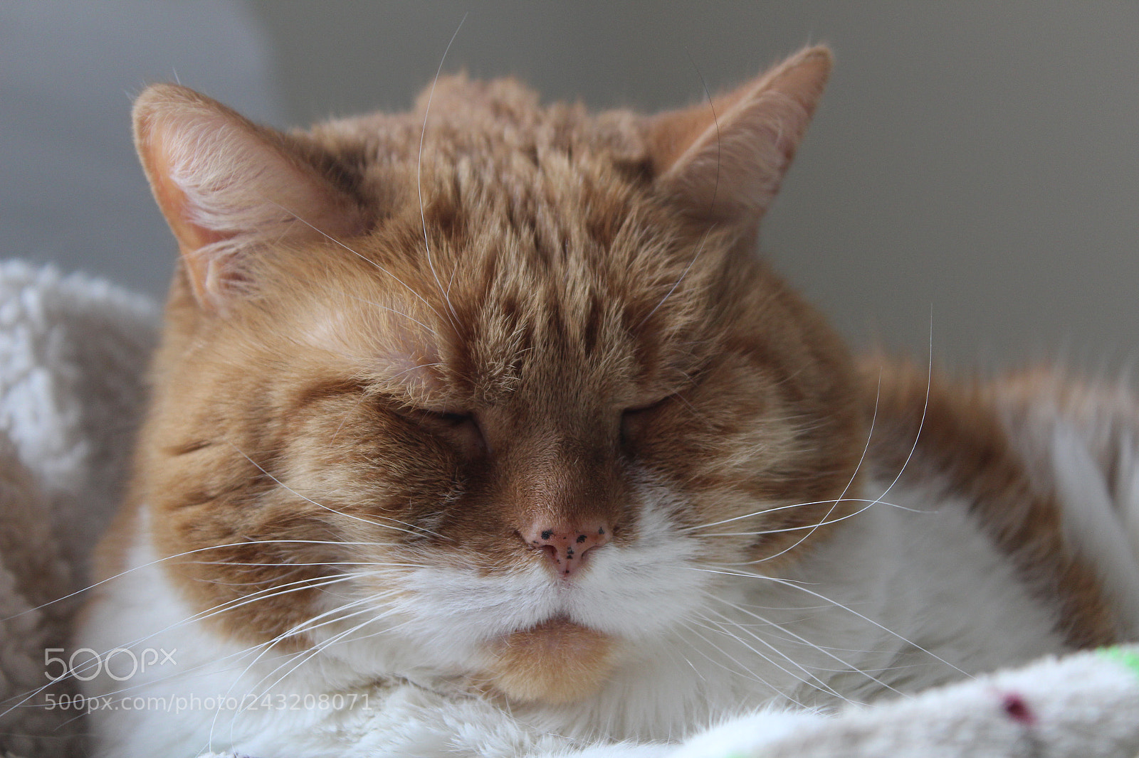 Canon EOS 1200D (EOS Rebel T5 / EOS Kiss X70 / EOS Hi) sample photo. Img photography