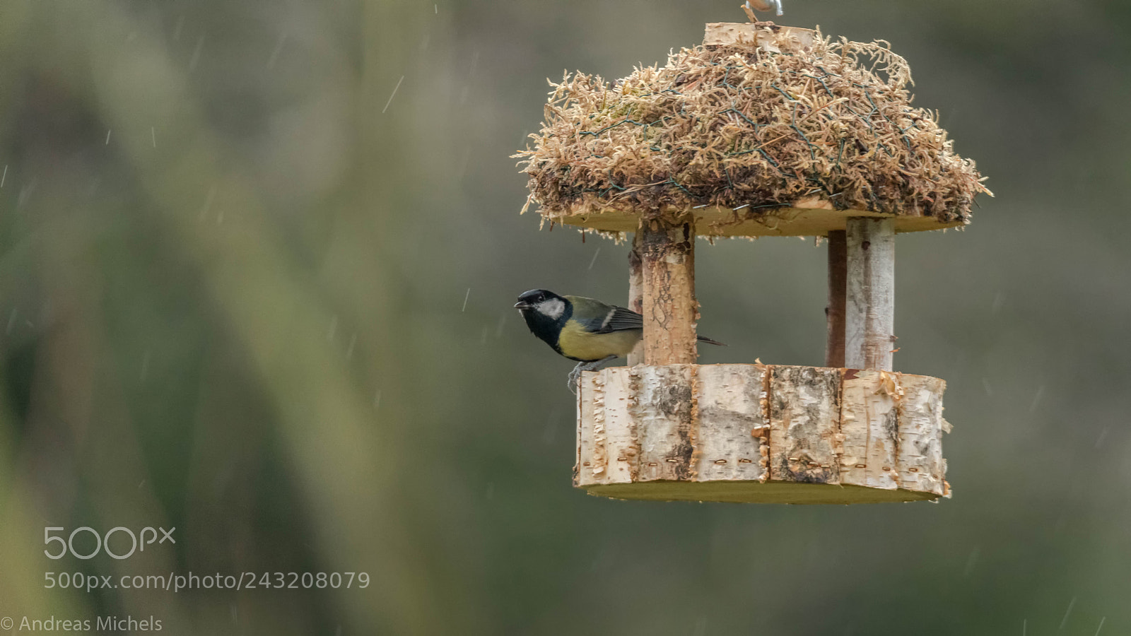 Nikon D850 sample photo. Tit. photography