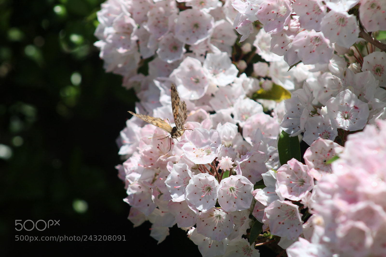 Canon EOS 1200D (EOS Rebel T5 / EOS Kiss X70 / EOS Hi) sample photo. Fly onto pink photography