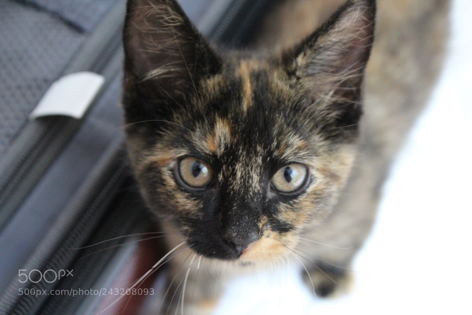 Canon EOS 1200D (EOS Rebel T5 / EOS Kiss X70 / EOS Hi) sample photo. Img photography