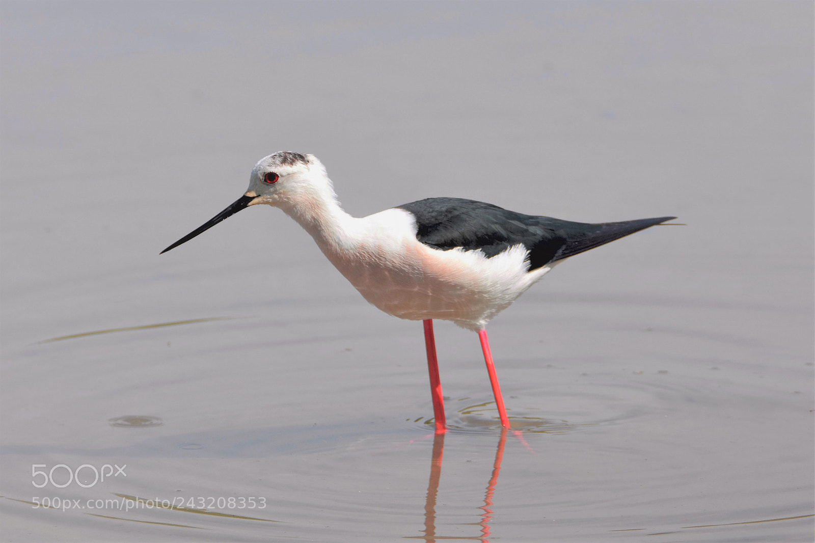 Nikon D7200 sample photo. Black-winged stilt photography