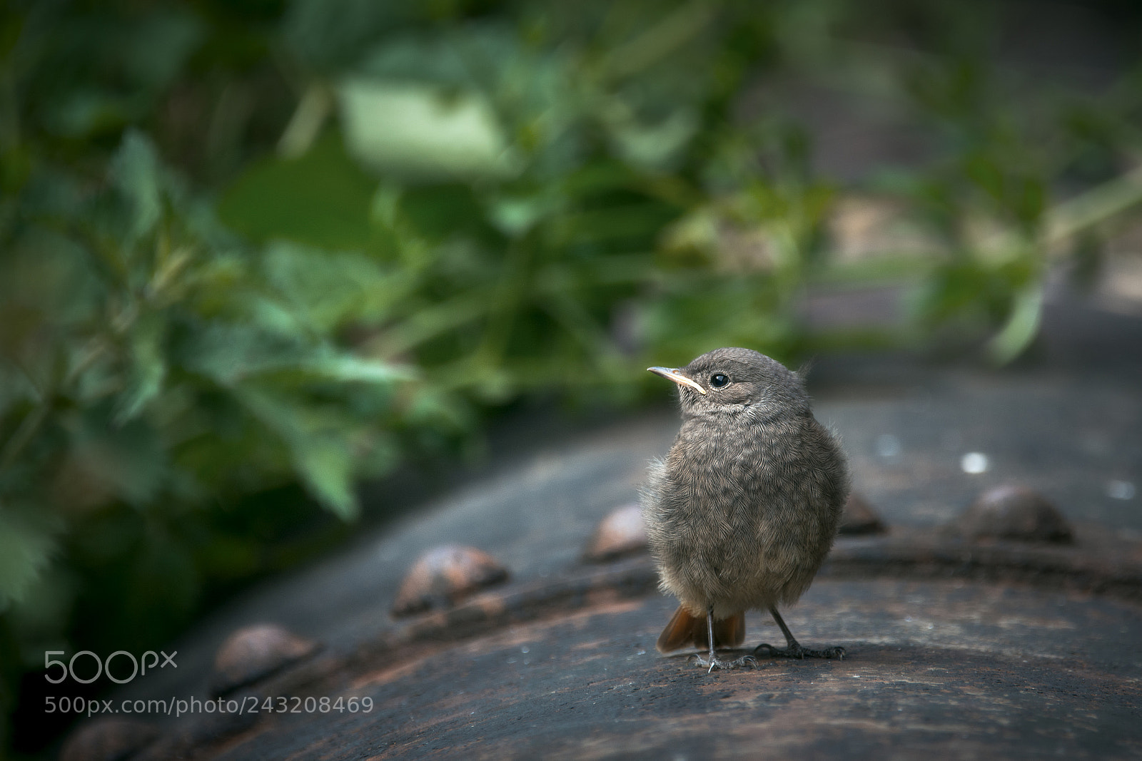 Nikon D7200 sample photo. Chick photography