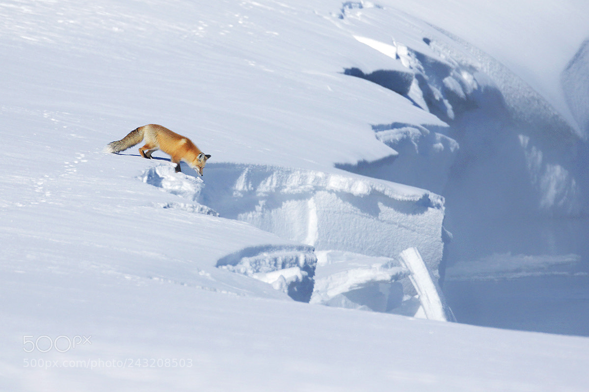 Canon EOS 7D Mark II sample photo. Red fox during winter photography