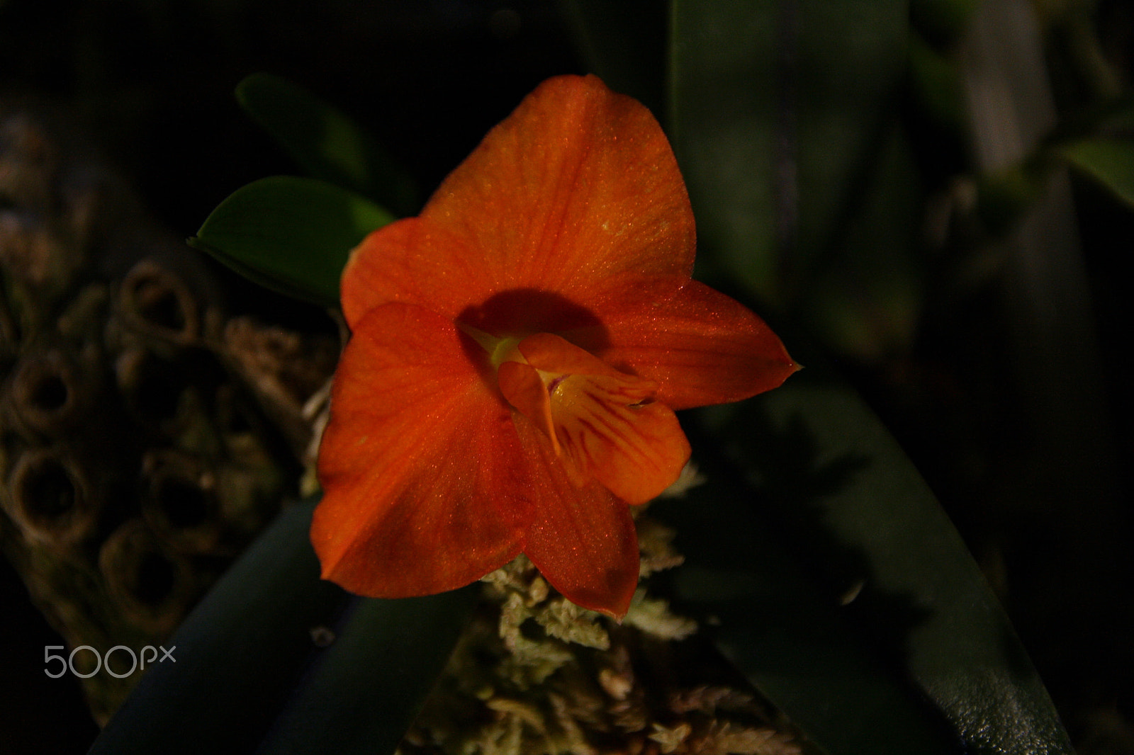 Canon EOS 1000D (EOS Digital Rebel XS / EOS Kiss F) sample photo. Cattleya coccinea photography