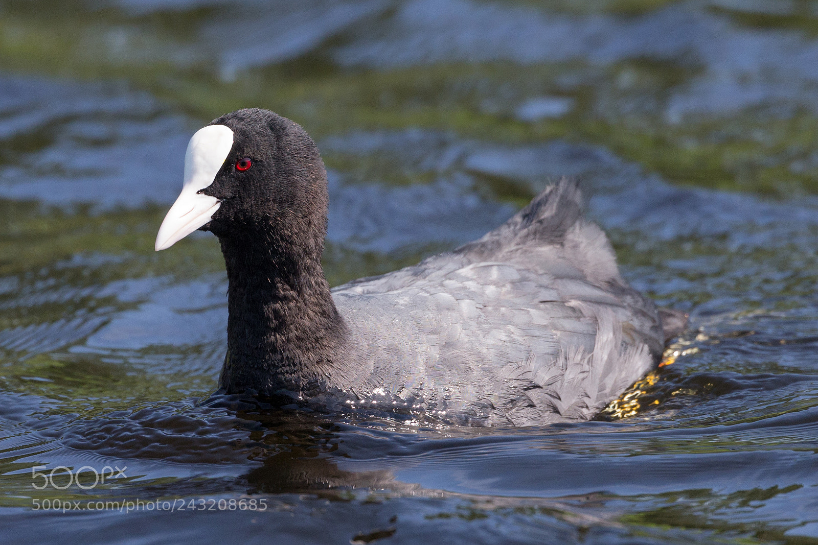 Canon EOS-1D X sample photo. Coot photography