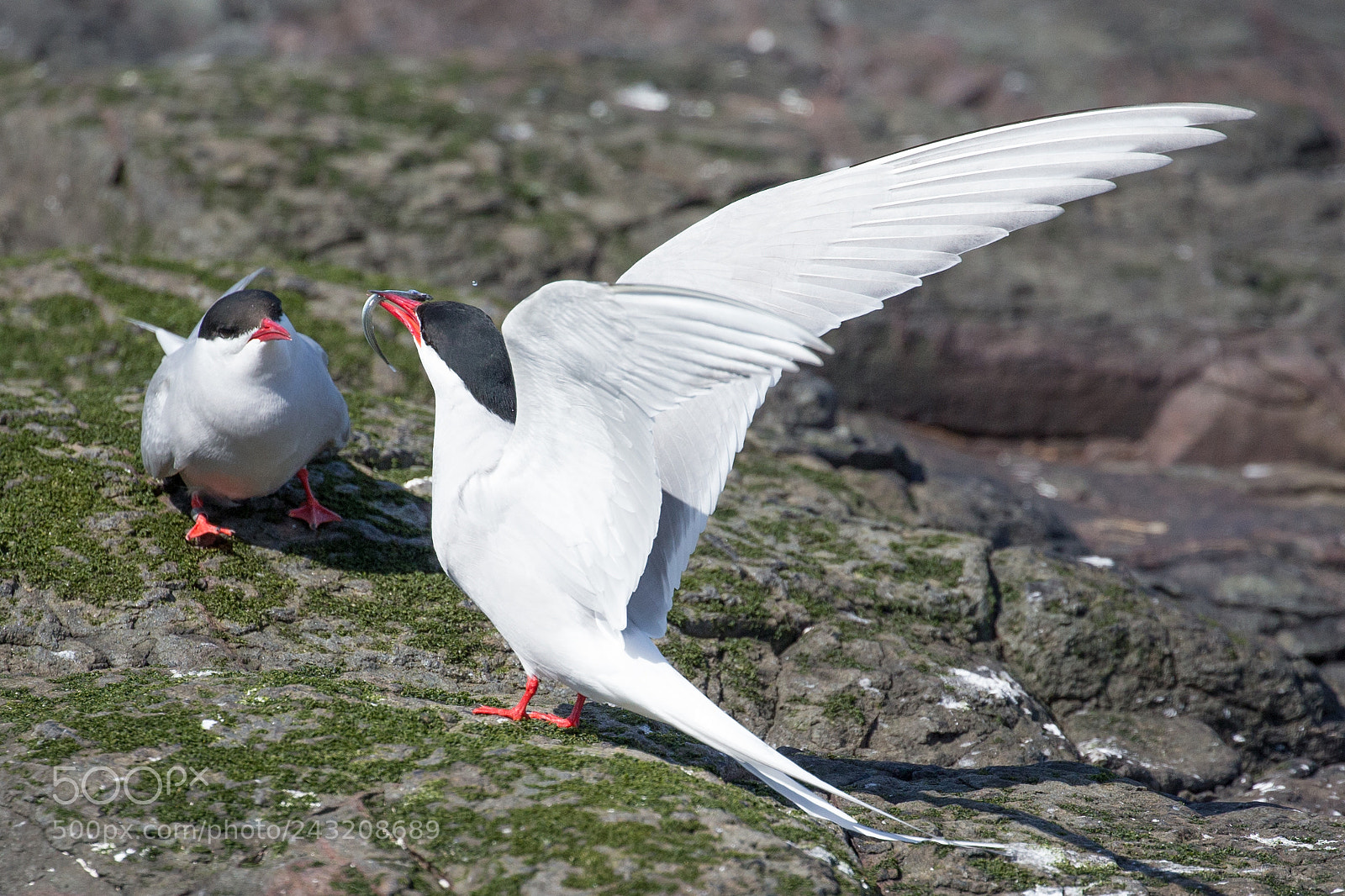 Canon EOS-1D X sample photo. Arctic tern photography