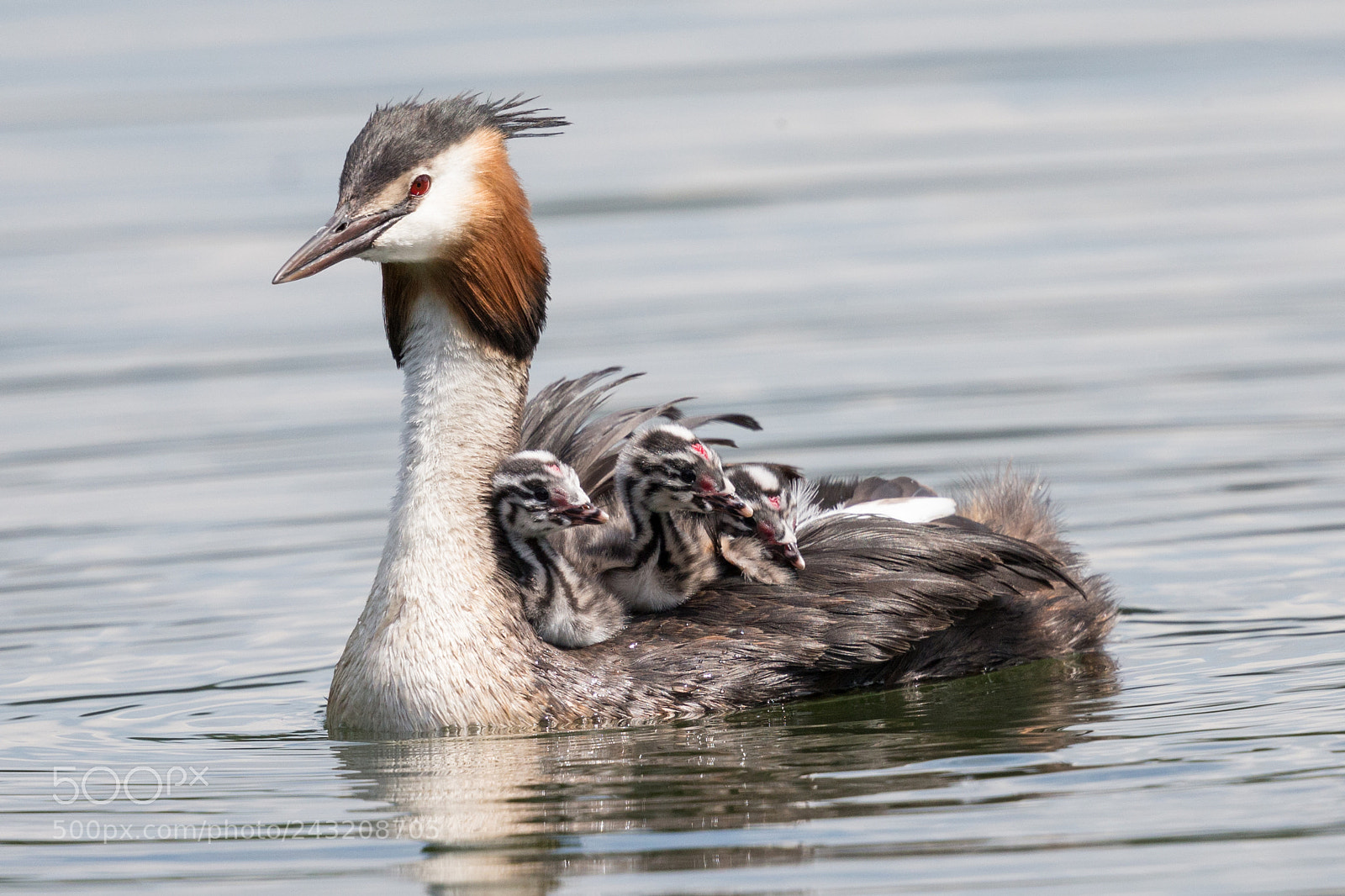 Canon EOS-1D X sample photo. Great crested grebe photography