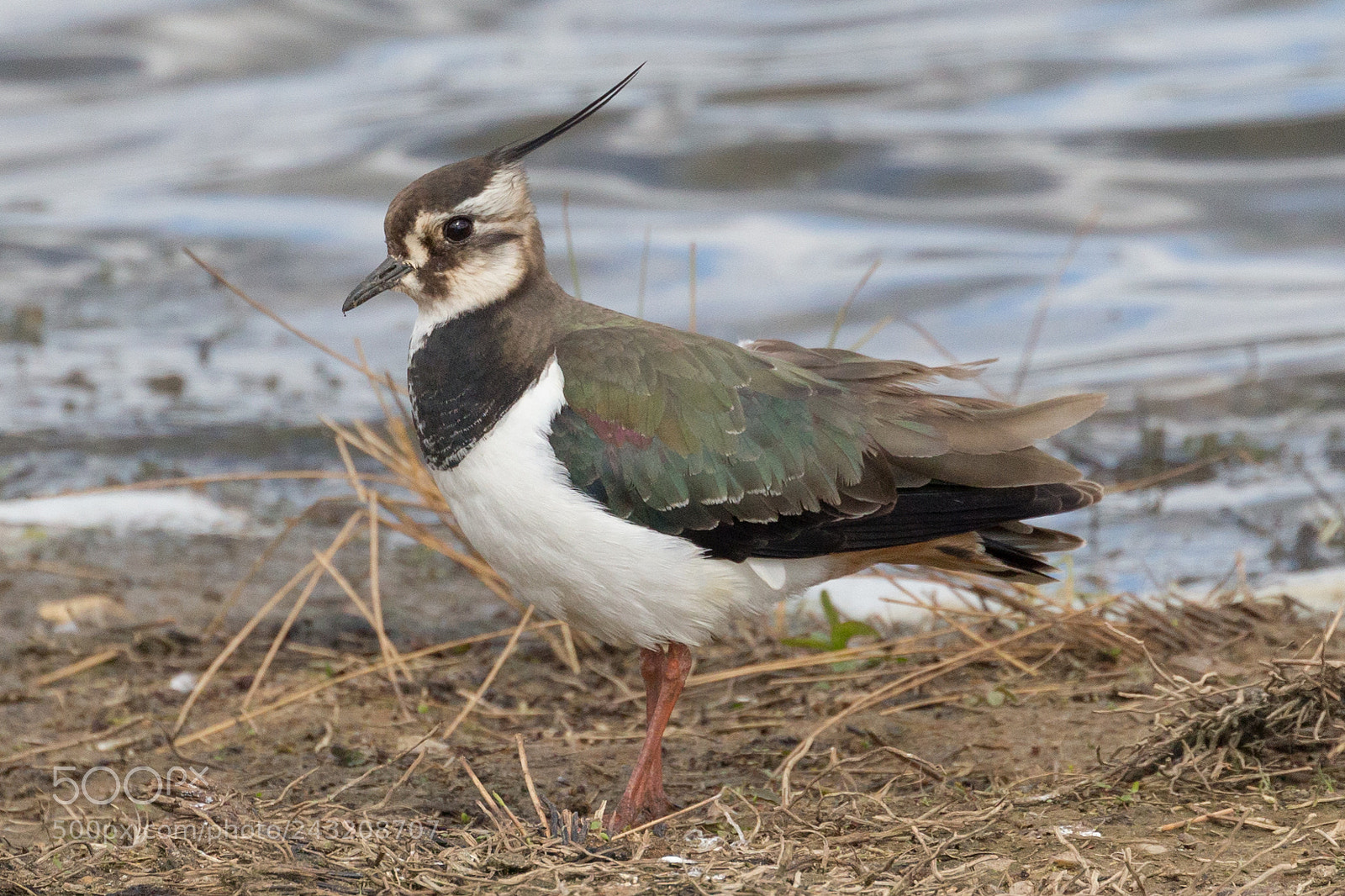 Canon EOS-1D X sample photo. Lapwing photography