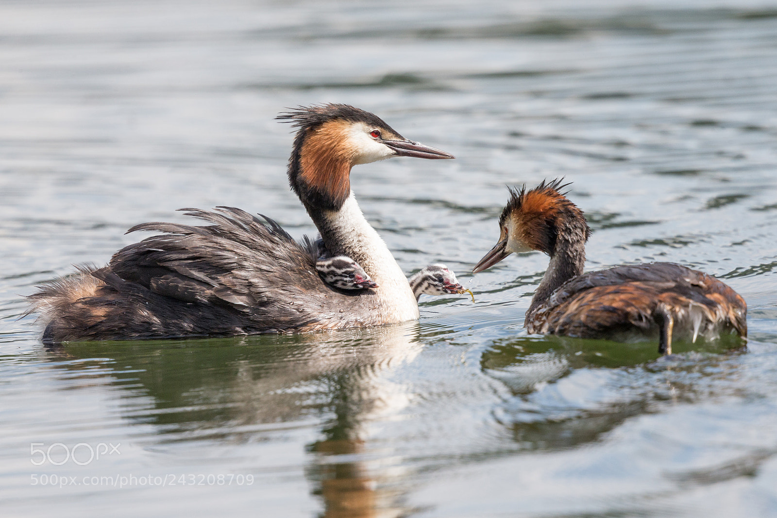 Canon EOS-1D X sample photo. Great crested grebe photography