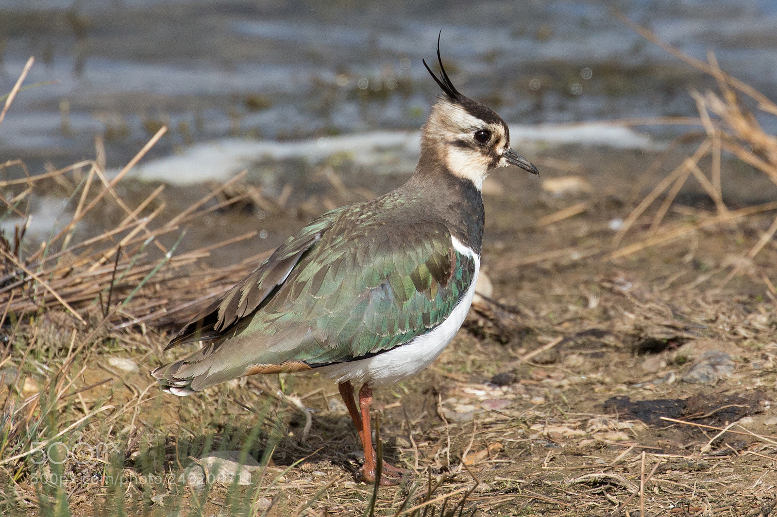 Canon EOS-1D X sample photo. Lapwing photography