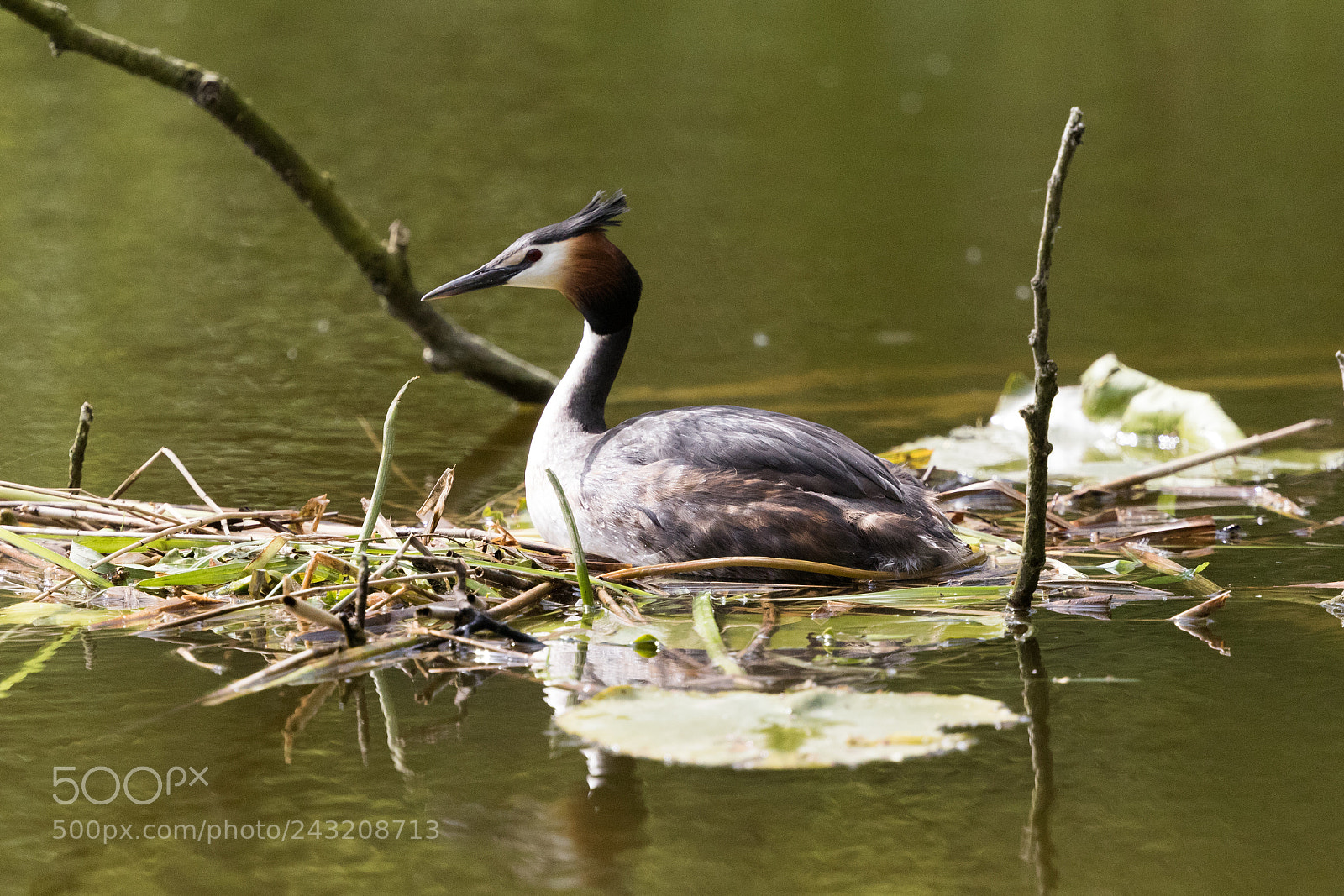 Canon EOS 7D Mark II sample photo. Great crested grebe photography