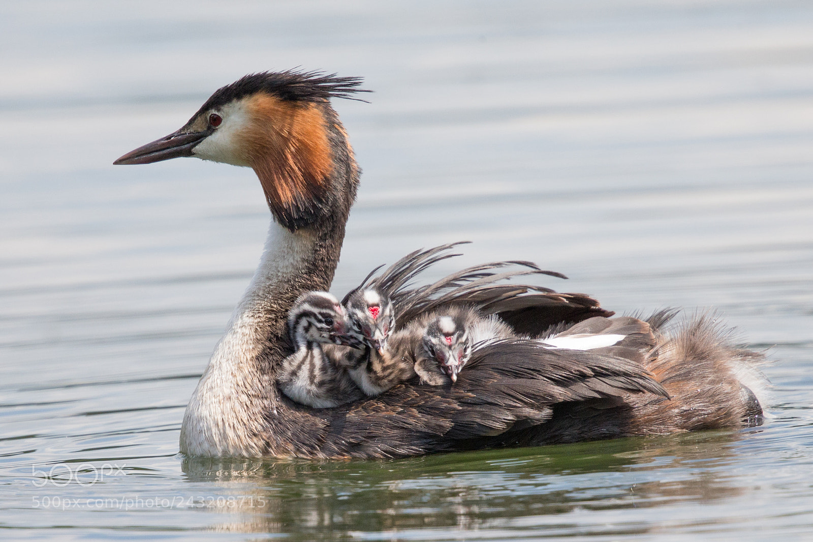 Canon EOS-1D X sample photo. Great crested grebe photography