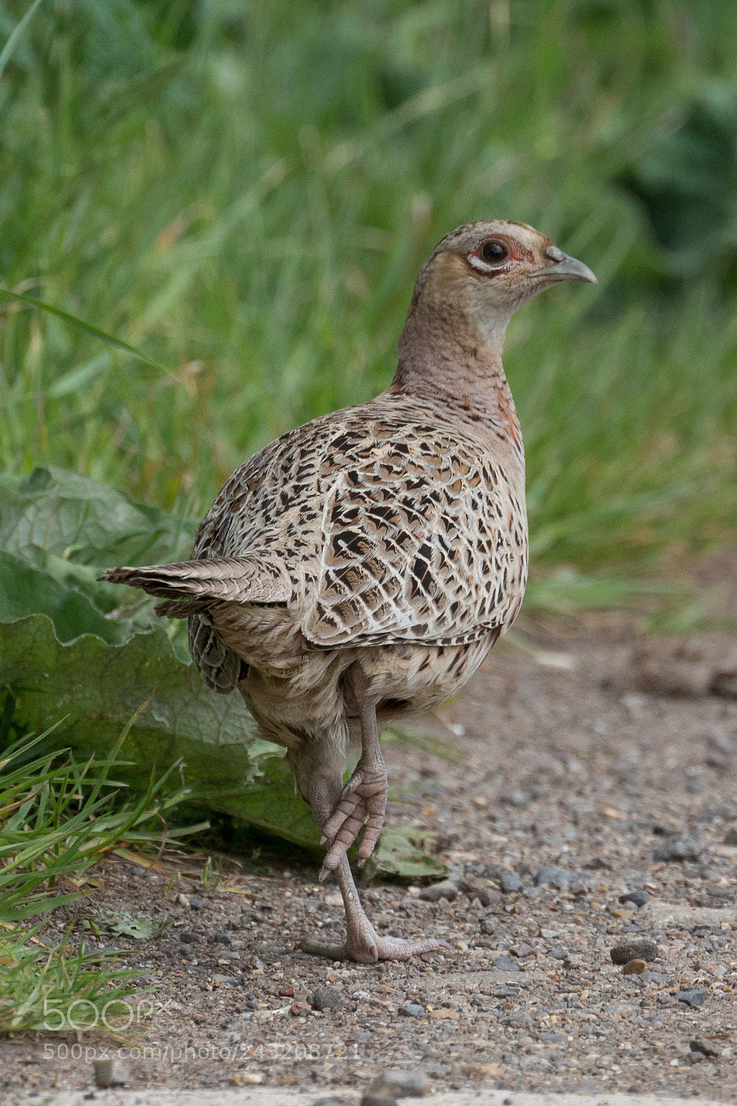 Canon EOS-1D X sample photo. Pheasant photography