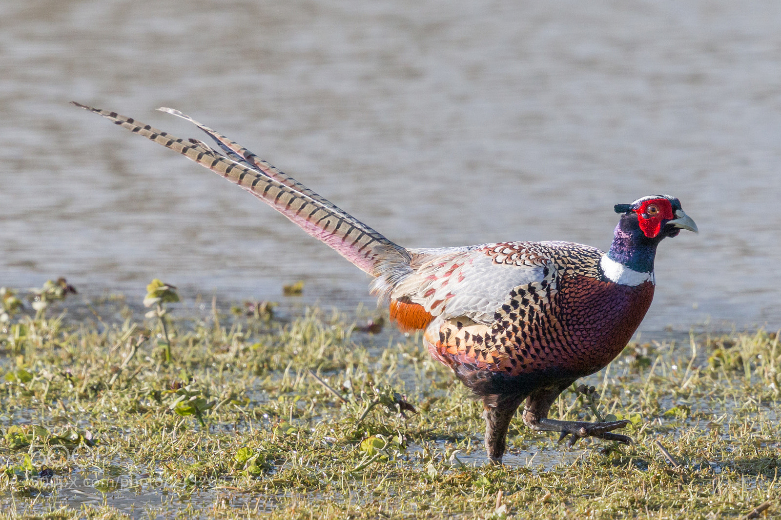 Canon EOS-1D X sample photo. Pheasant photography