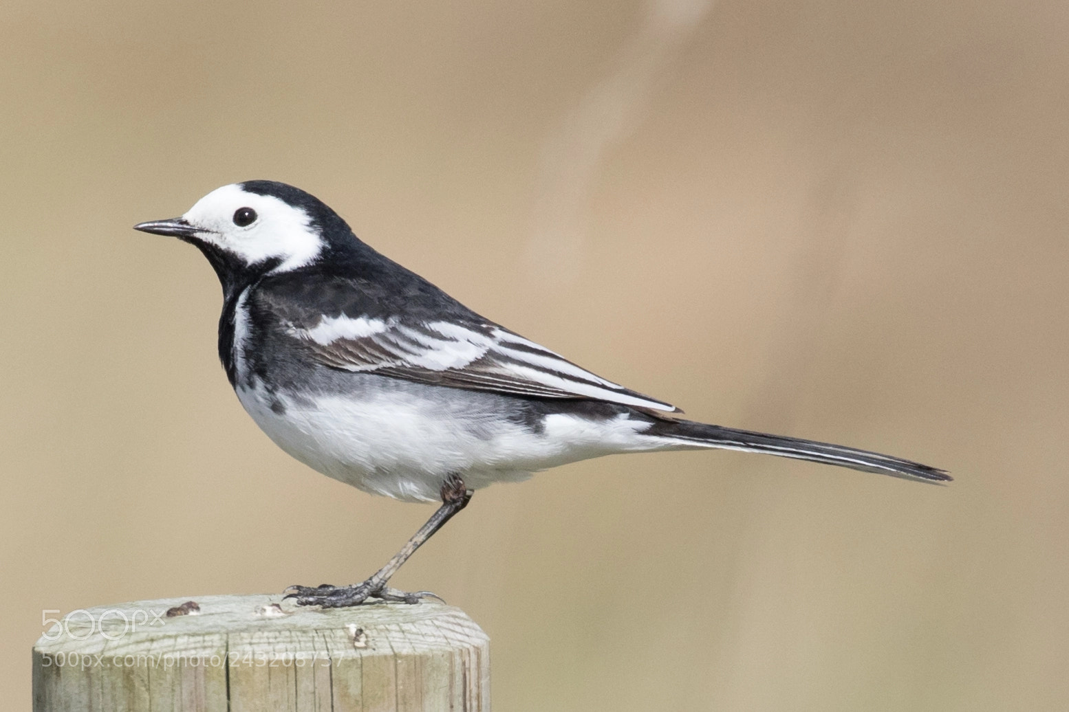 Canon EOS 7D Mark II sample photo. Pied wagtail photography