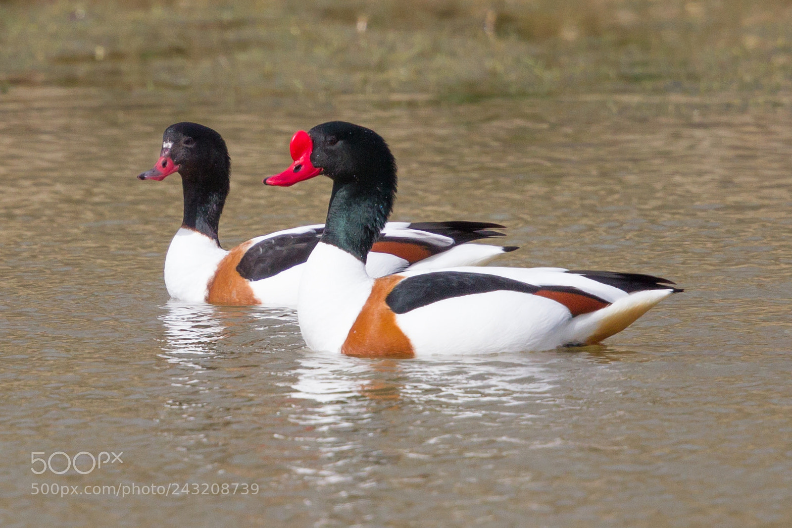 Canon EOS-1D Mark IV sample photo. Shelduck photography