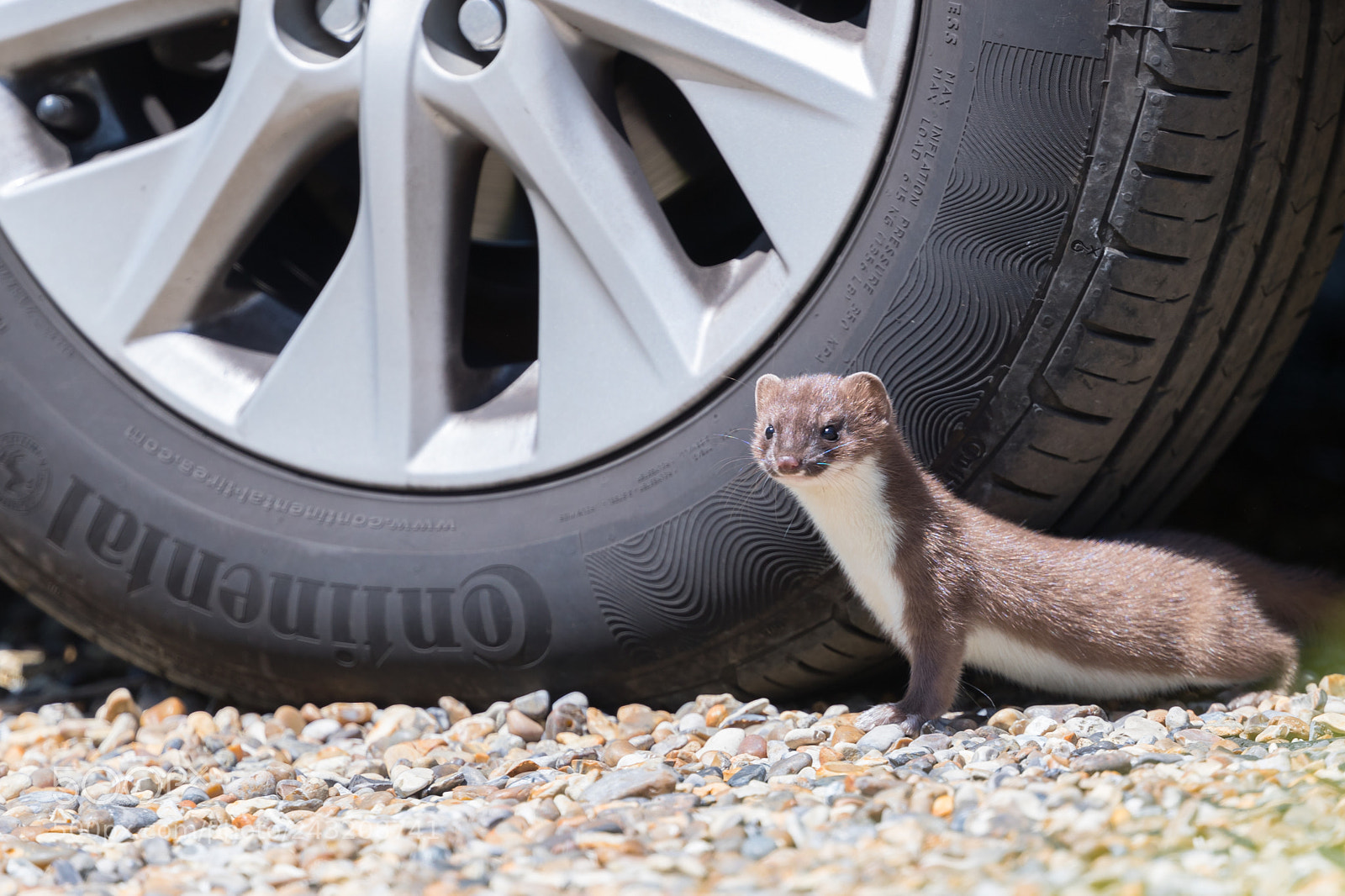 Canon EOS-1D X Mark II sample photo. Stoat kitt photography
