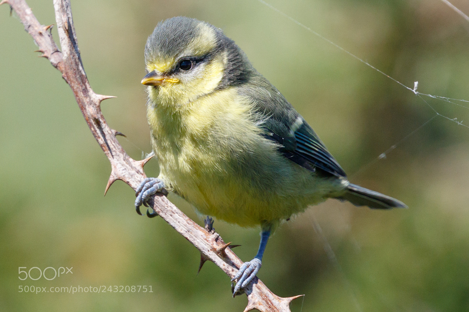 Canon EOS 7D Mark II sample photo. Young blue tit photography