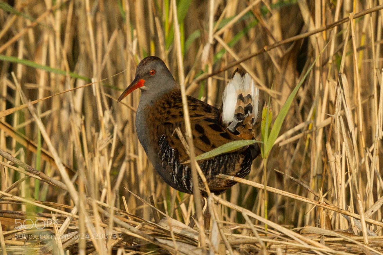 Canon EOS-1D Mark IV sample photo. Water rail photography