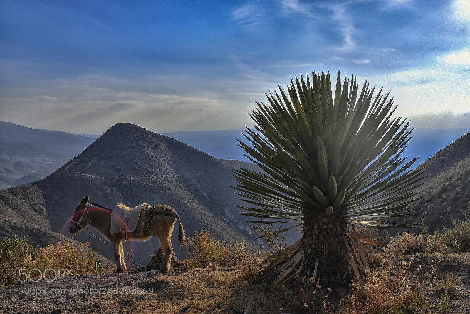 Nikon D5500 sample photo. Real de catorce photography