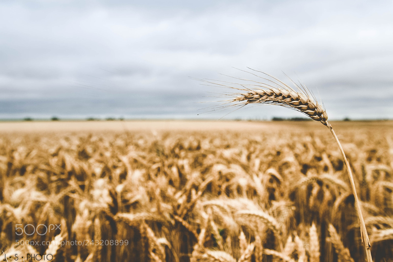 Canon EOS 30D sample photo. Cob wheat photography