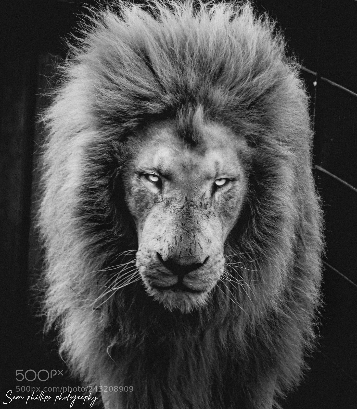 Nikon D7200 sample photo. Lion photography