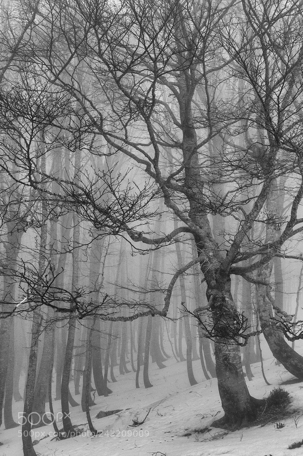 Nikon D90 sample photo. The dominating tree photography