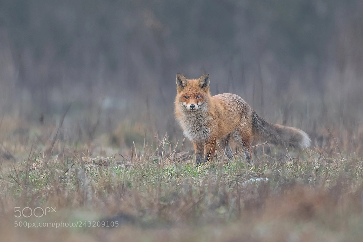 Nikon D500 sample photo. Fox photography