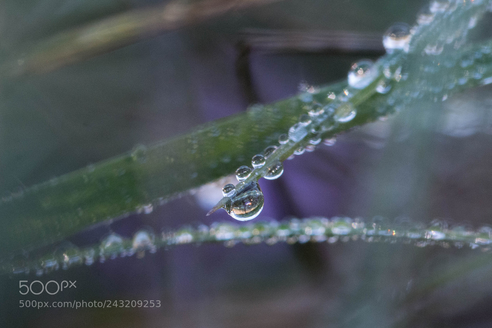 Nikon D7200 sample photo. Drops photography