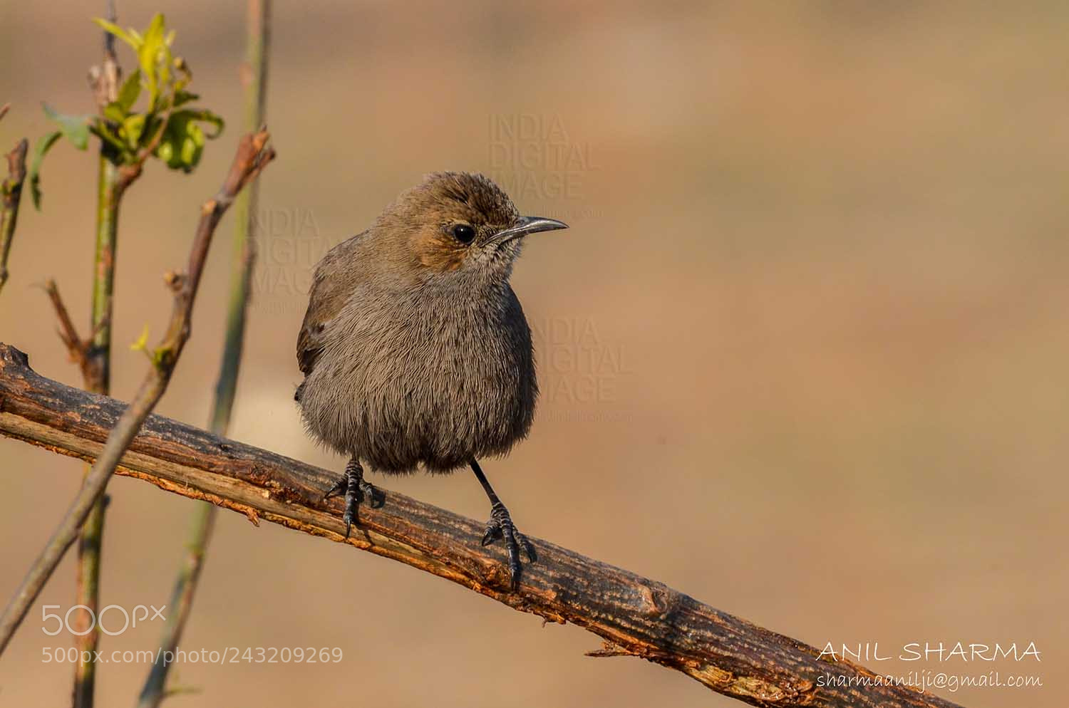 Nikon D5100 sample photo. Indian robin !!!!!!! photography