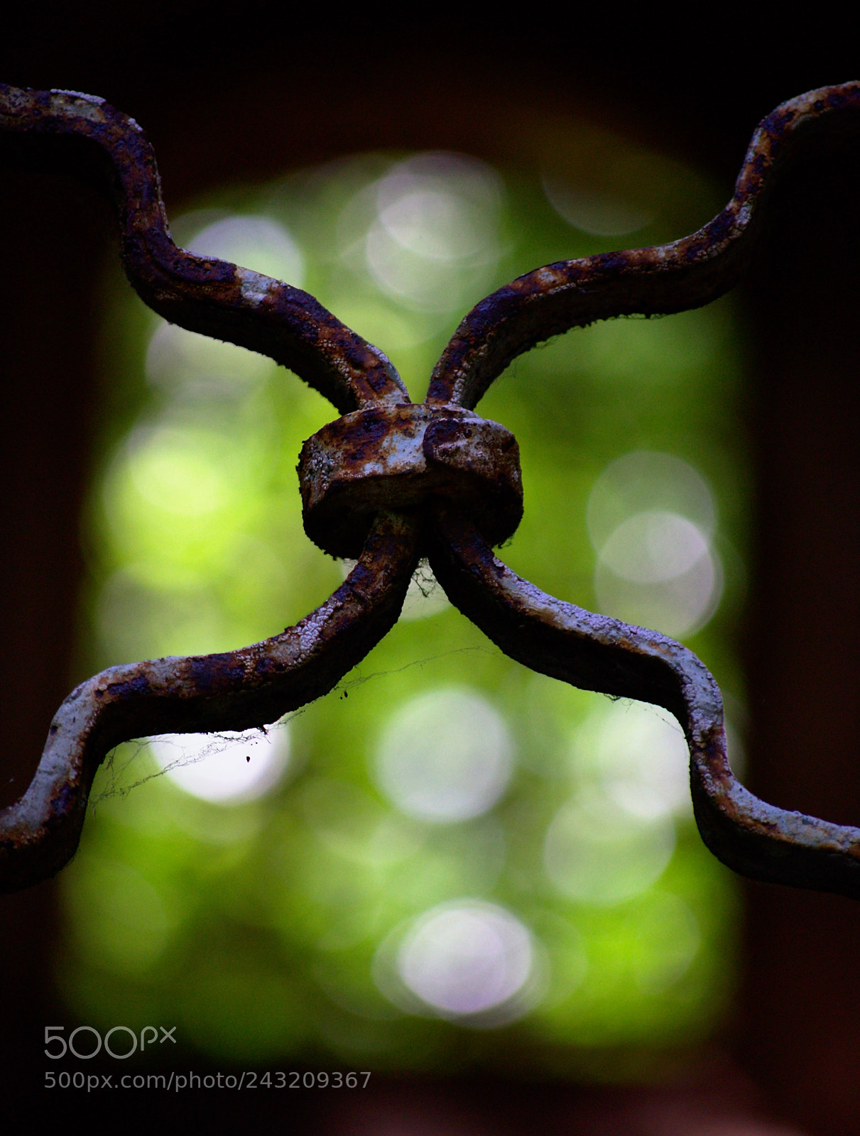 Nikon D3100 sample photo. Green window photography