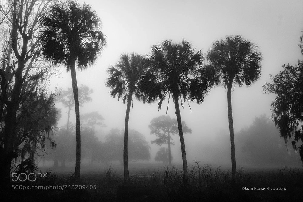 Nikon D800 sample photo. Palms photography