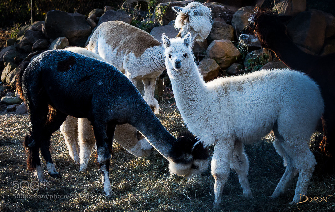 Nikon D7200 sample photo. What you looking at? photography