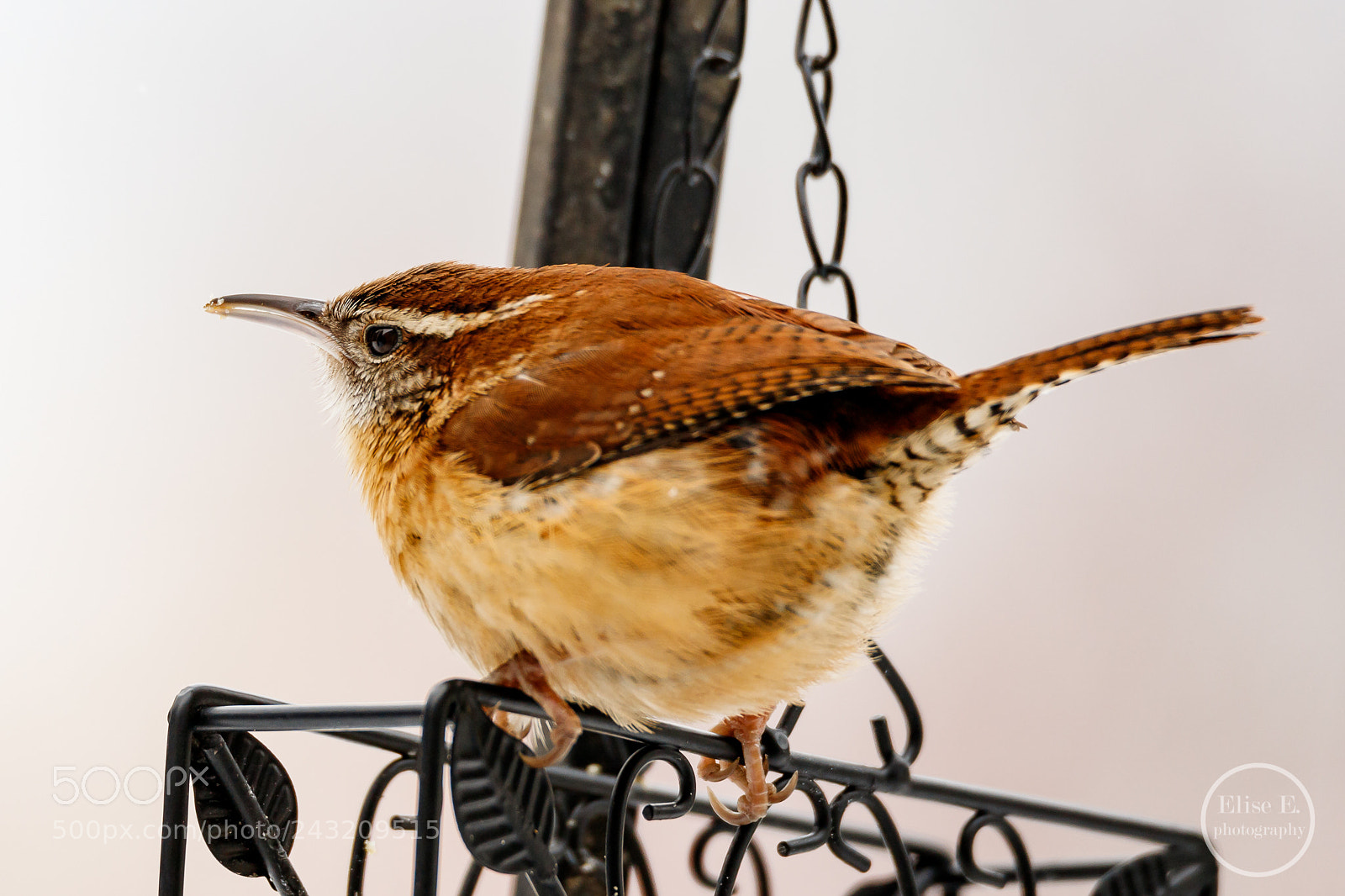 Canon EOS 6D Mark II sample photo. Carolina wren photography