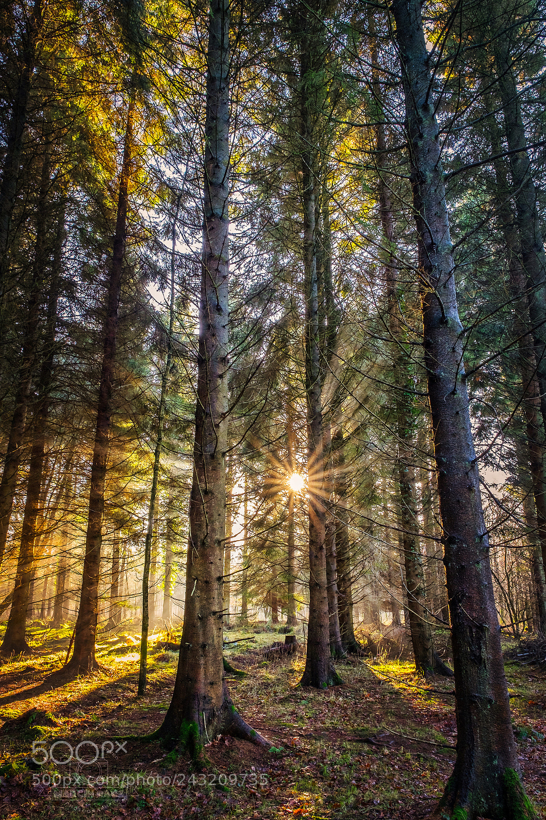 Fujifilm X-T1 sample photo. Randalstown forest park photography