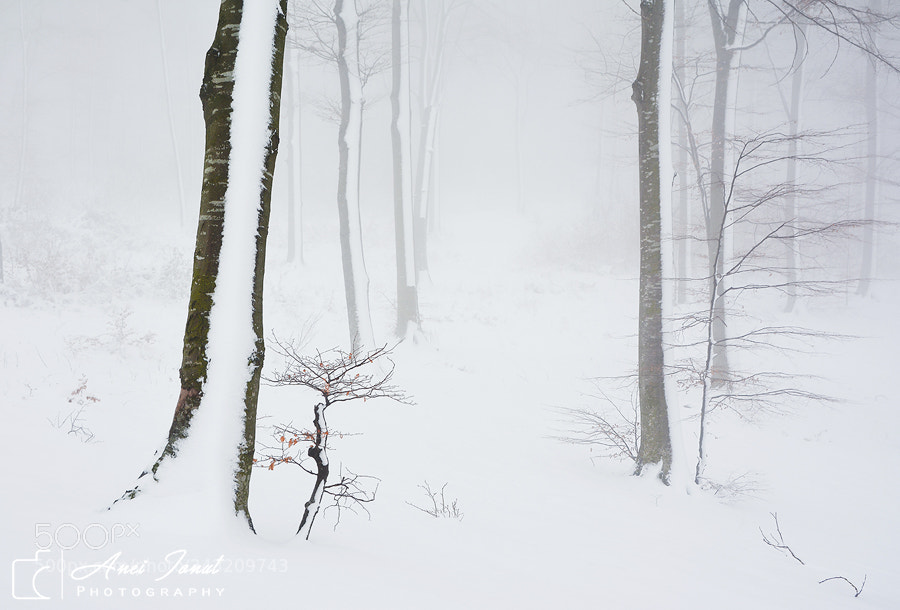 Nikon D7100 sample photo. Beauty of winter photography
