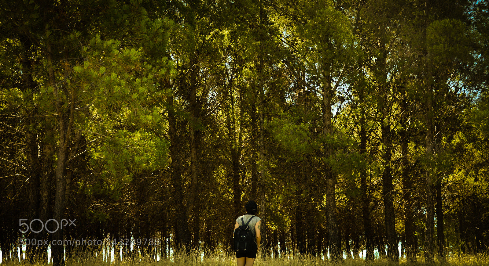 Nikon D3100 sample photo. Verdes silencios photography