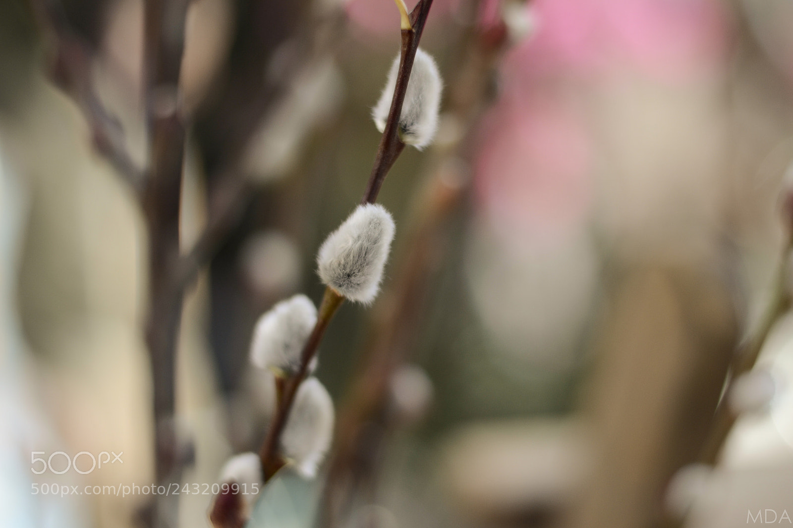 Nikon D3100 sample photo. Velvet photography