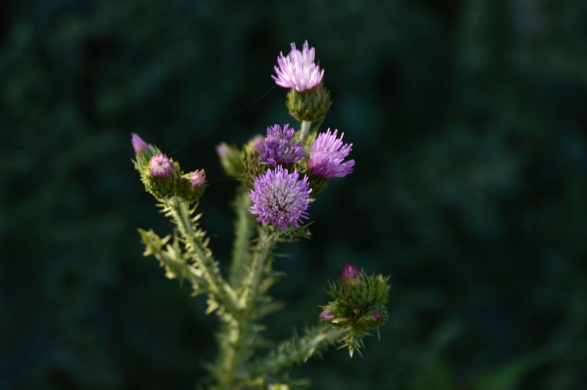 Nikon D3200 sample photo. Intitulada photography