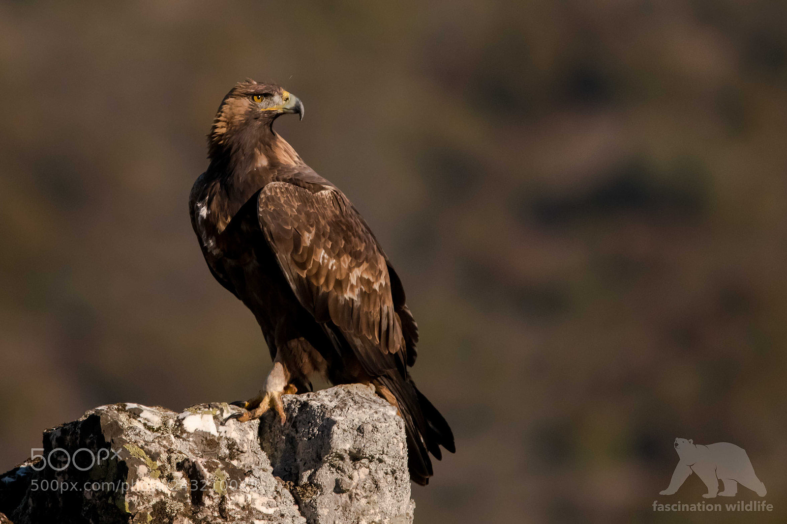 Nikon D850 sample photo. Golden eagle photography
