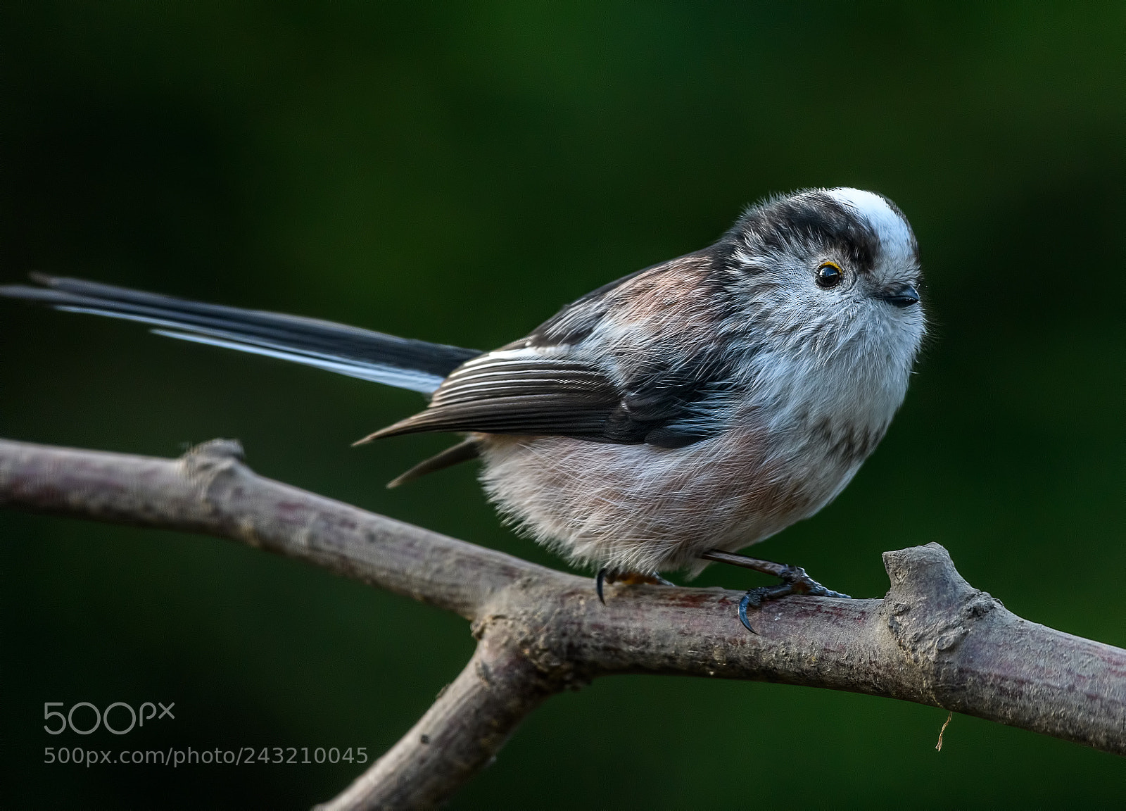 Nikon D500 sample photo. Lovely long tailed tit photography