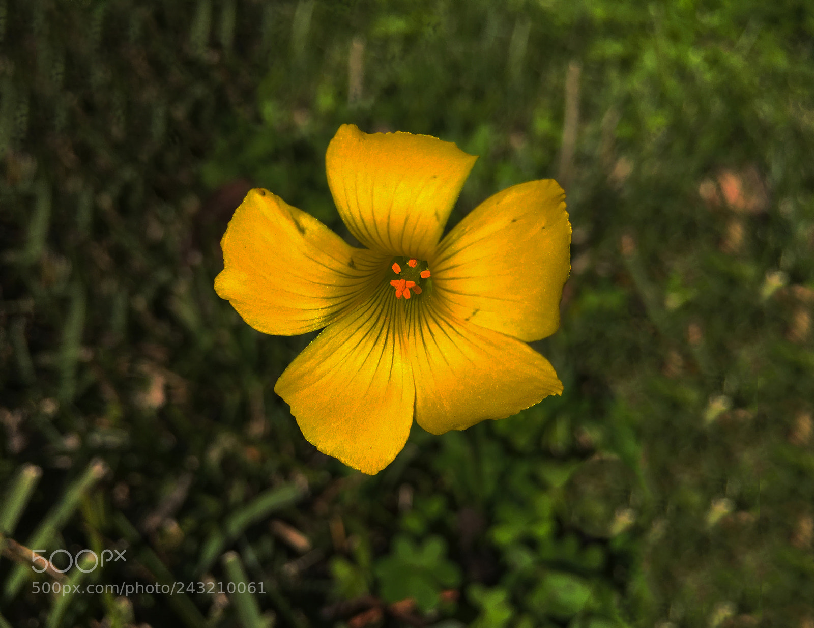 Apple iPhone 6s Plus sample photo. Flor photography