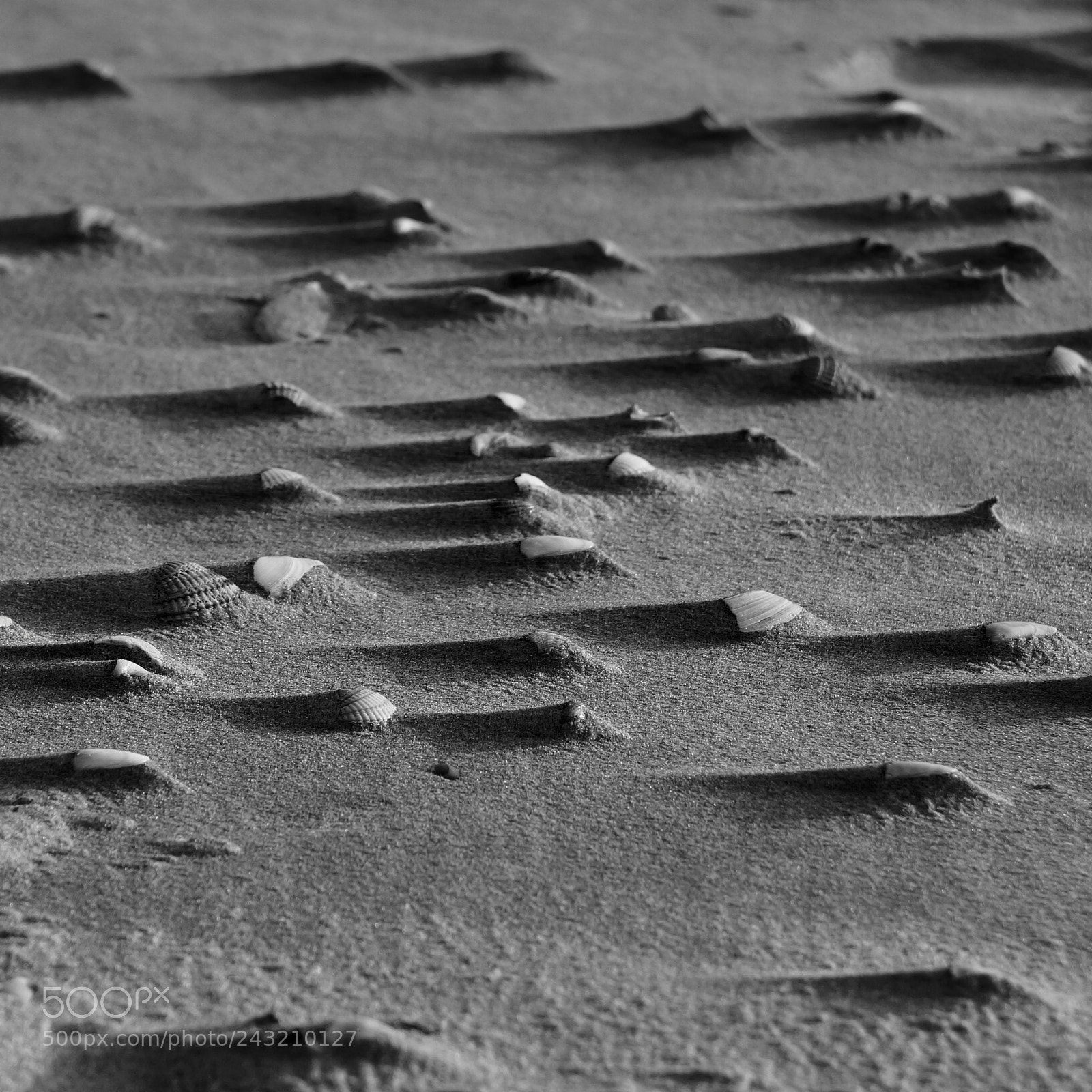 Sony Alpha NEX-6 sample photo. Le touquet - coquillages photography